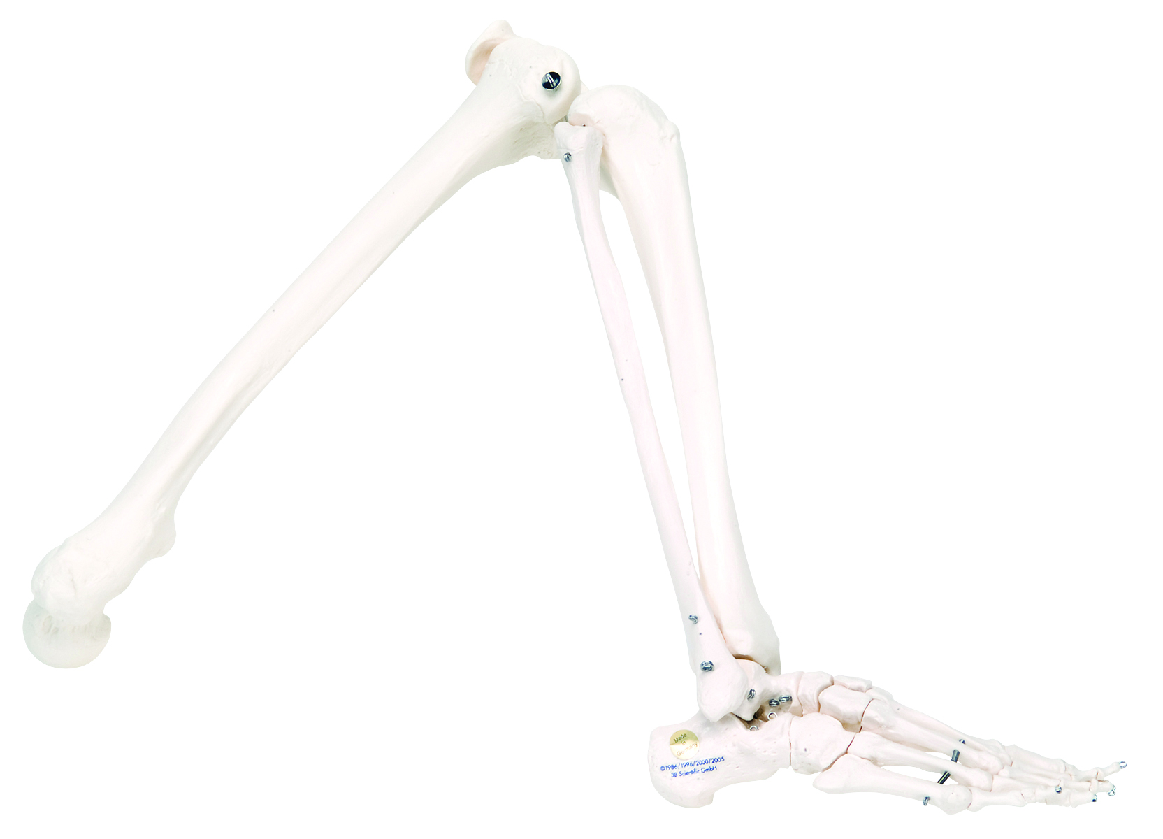 3B Scientific Anatomical Model - loose bones leg skeleton (wire) - Includes 3B Smart Anatomy