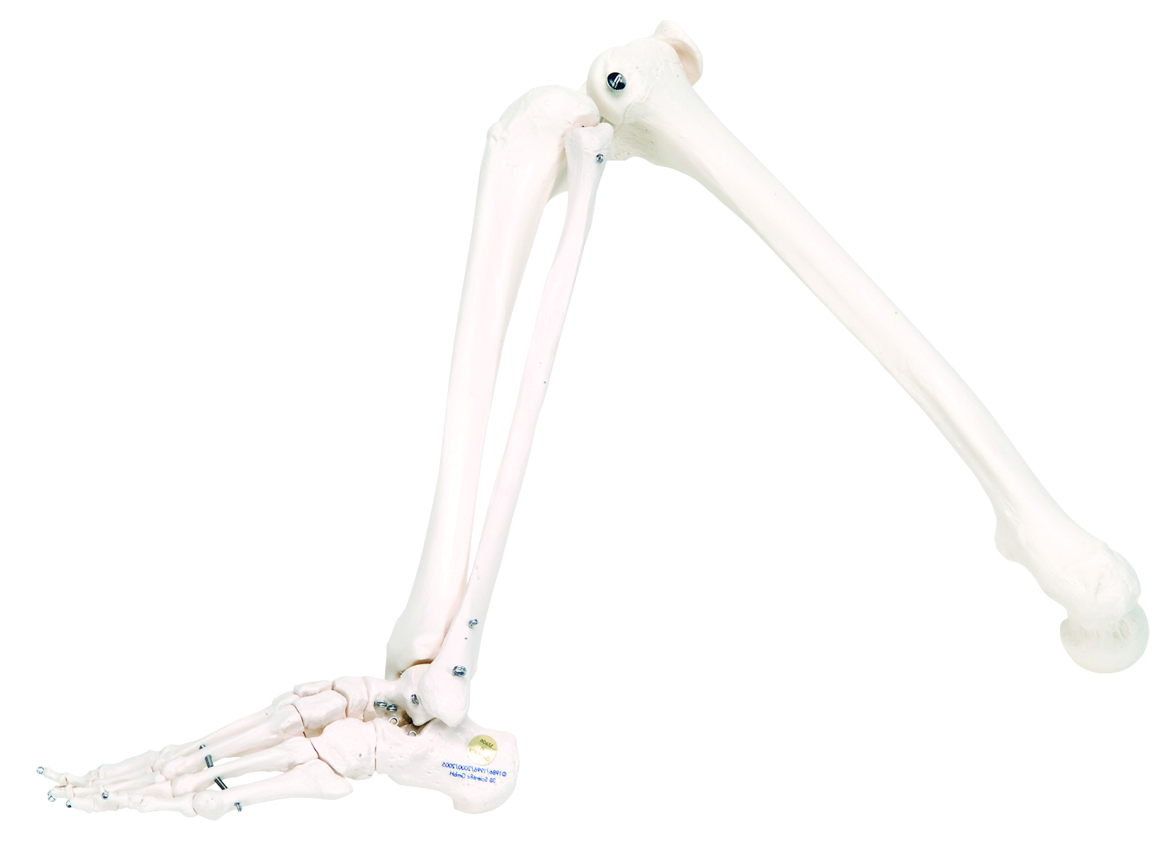 3B Scientific Anatomical Model - loose bones leg skeleton (wire) - Includes 3B Smart Anatomy