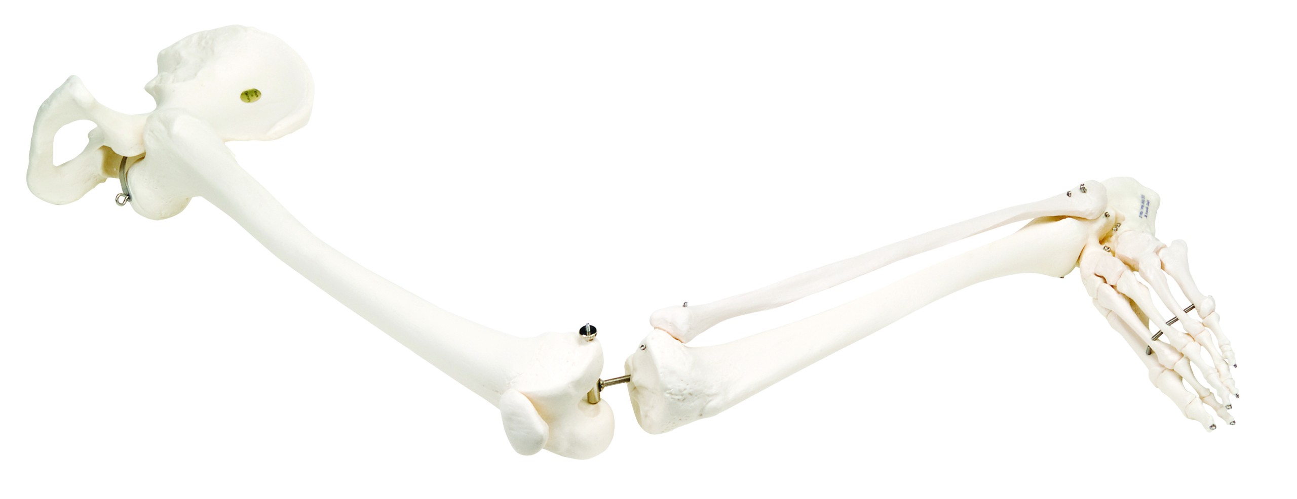 3B Scientific Anatomical Model - loose bones leg skeleton with hip (wire) - Includes 3B Smart Anatomy