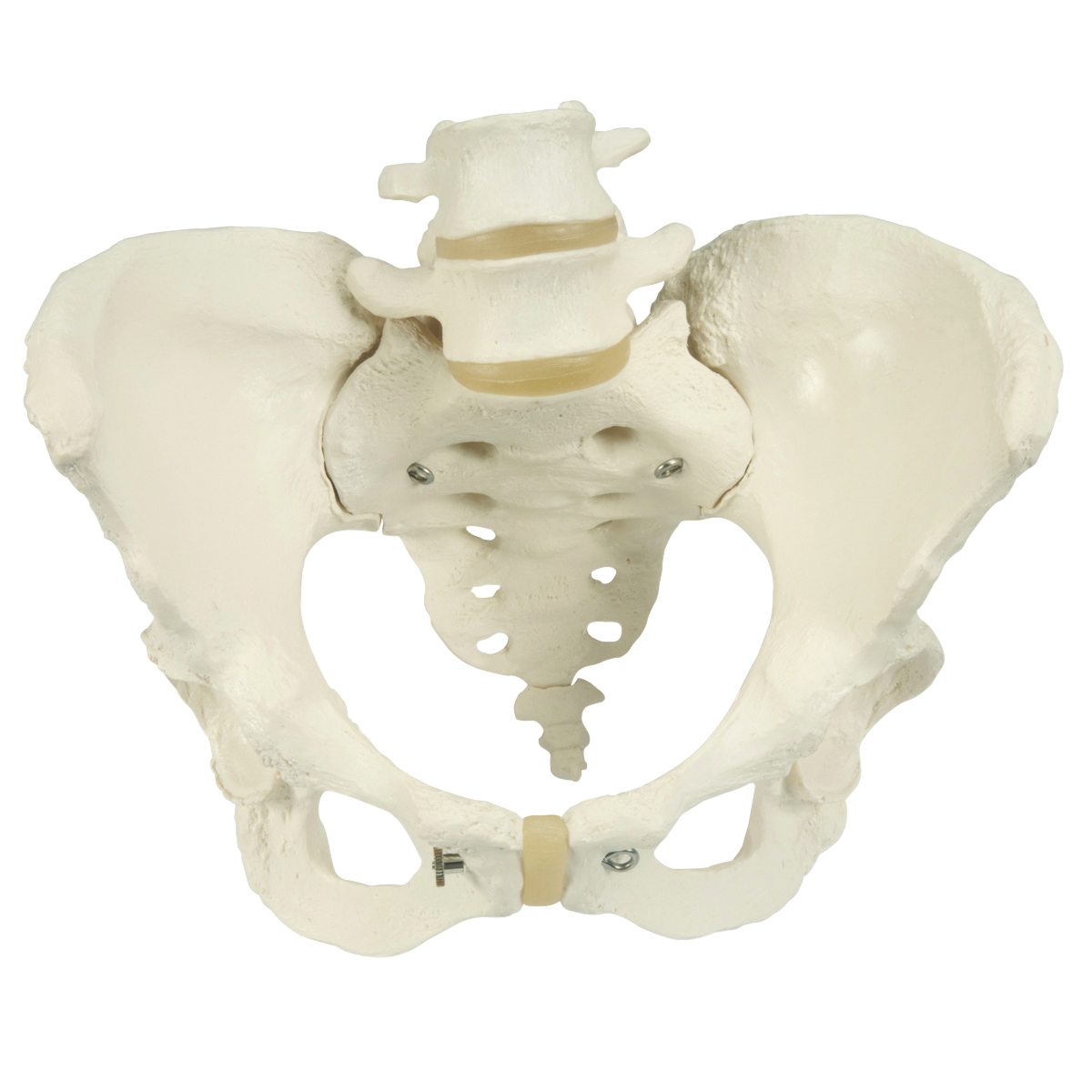 3B Scientific Anatomical Model - Pelvic Skeleton female with movable femur heads - Includes 3B Smart Anatomy