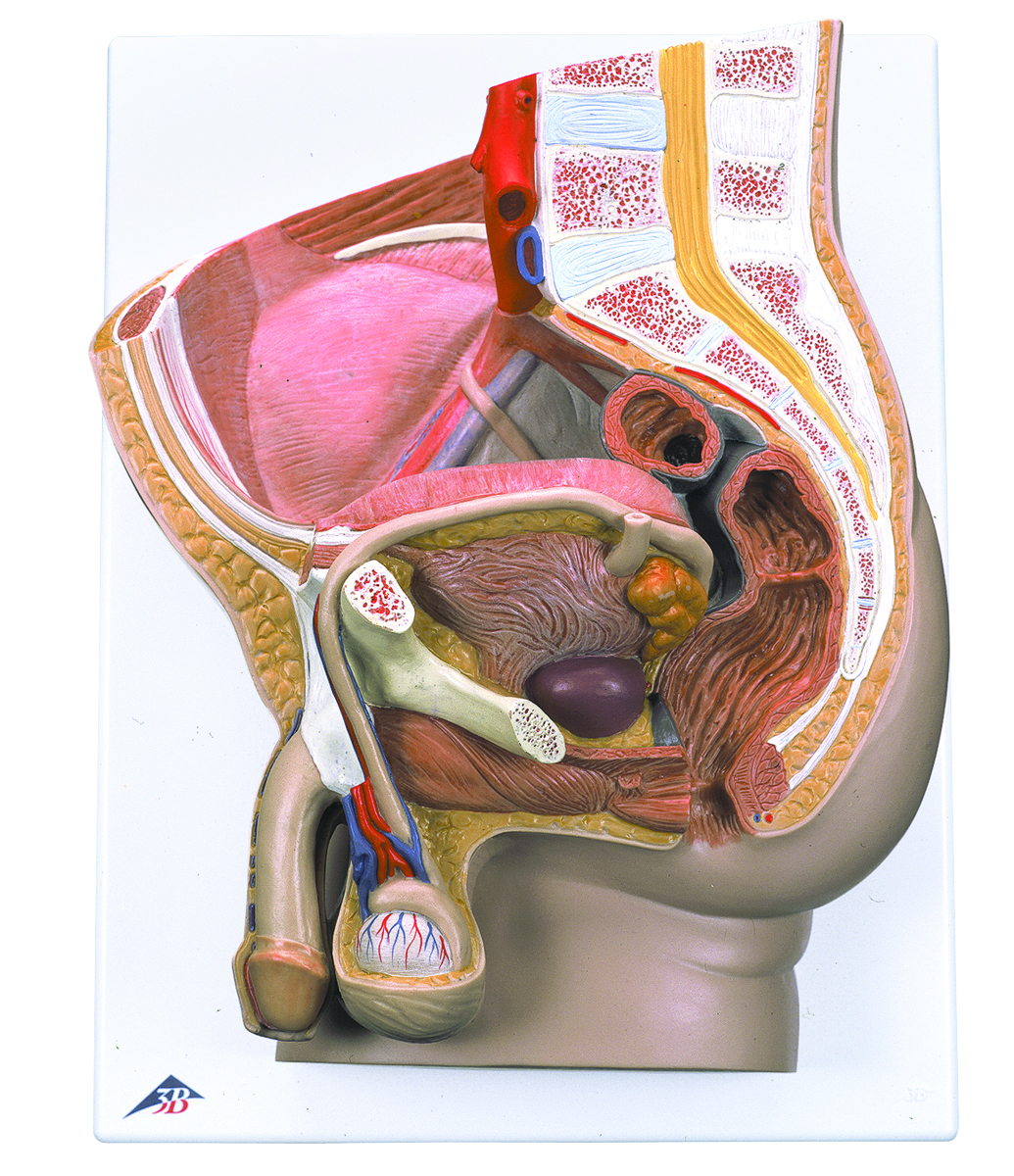 3B Scientific Anatomical Model - Male Pelvis 2 part - Includes 3B Smart Anatomy