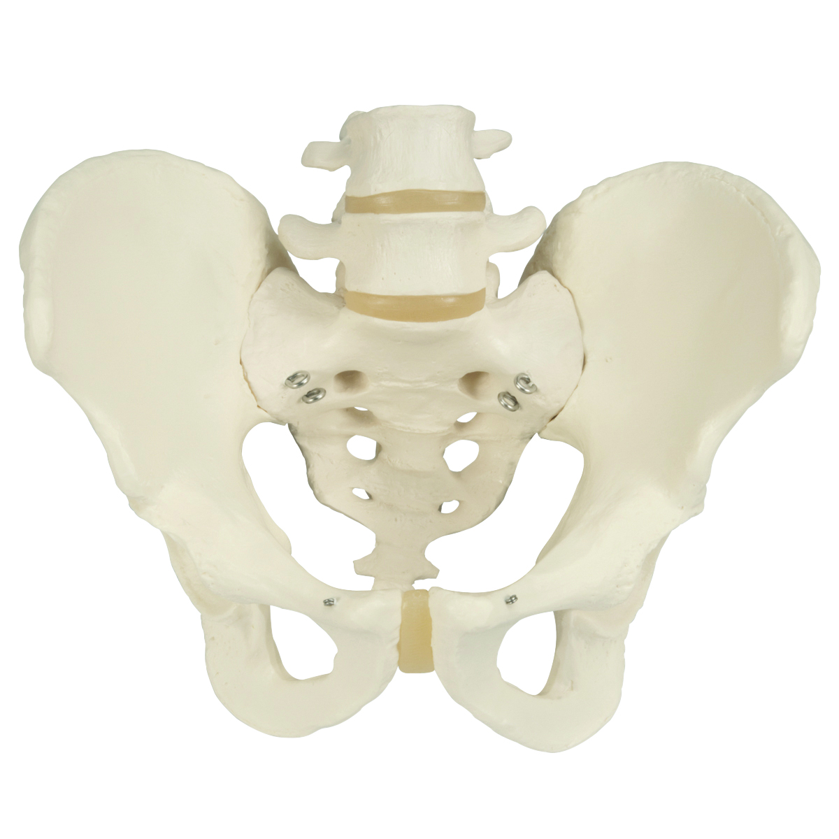 3B Scientific Anatomical Model - Male Pelvic Skeleton - Includes 3B Smart Anatomy