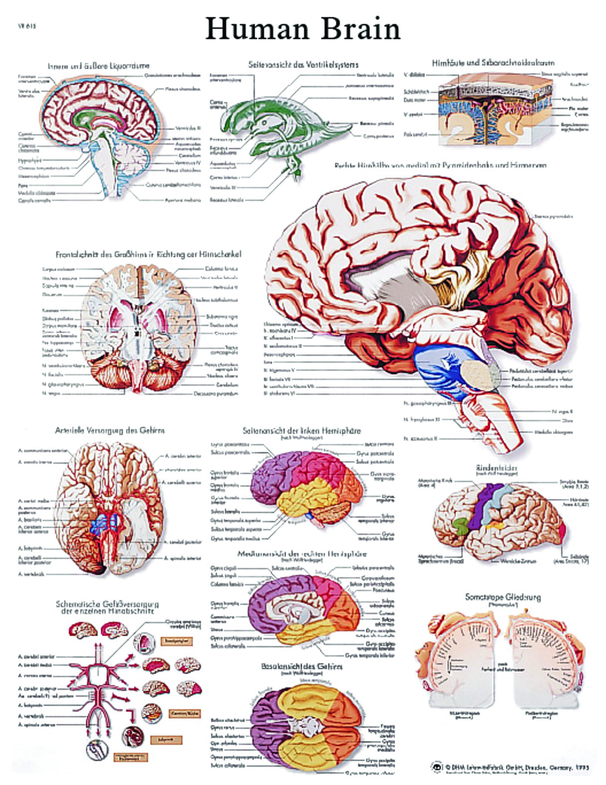 Anatomical Chart - human brain sticky back