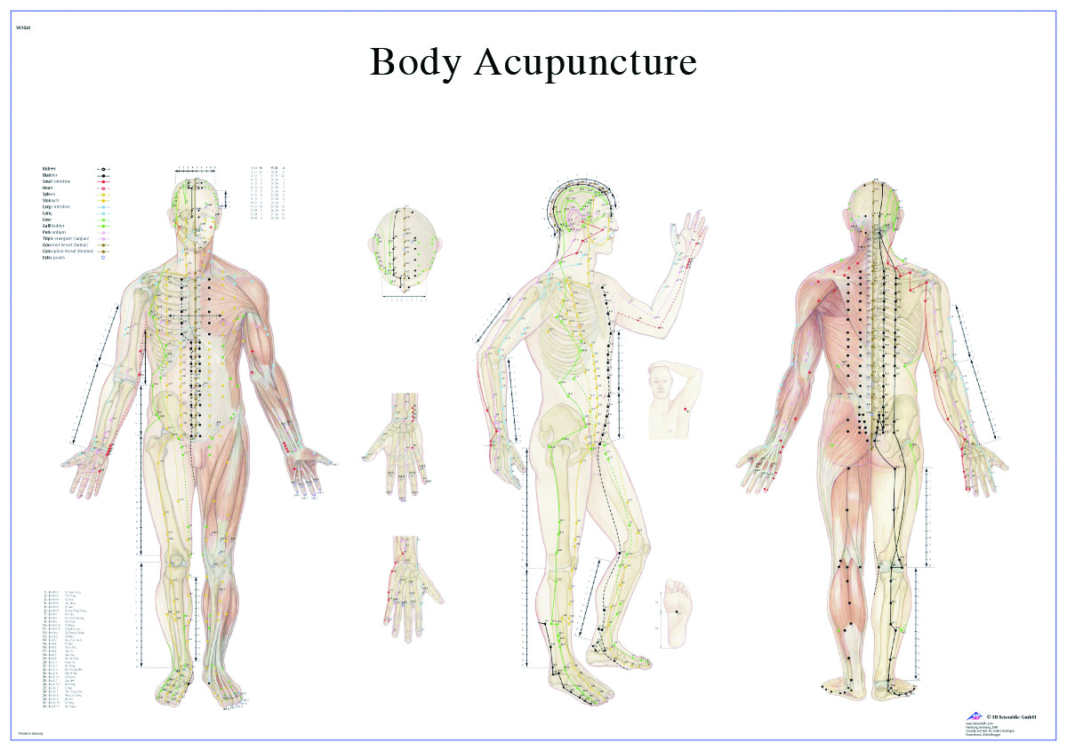 Anatomical Chart - acupuncture body paper