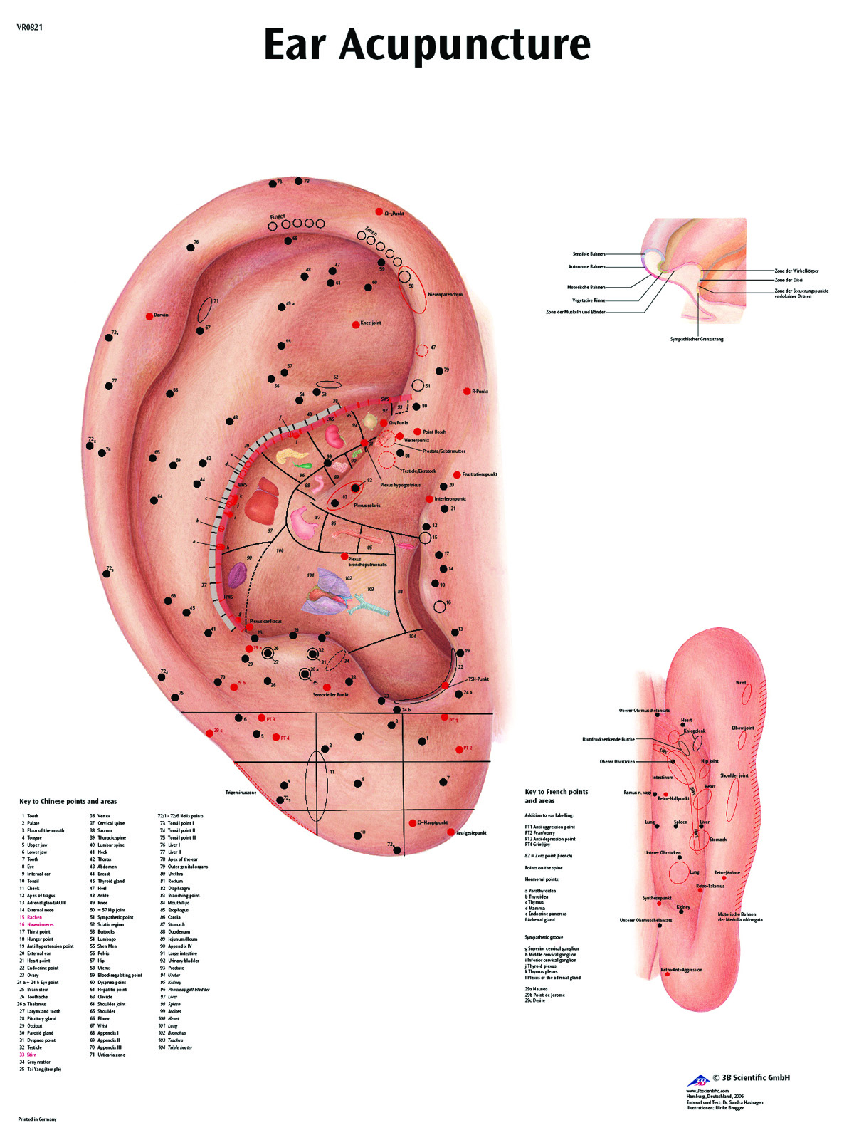 Anatomical Chart - acupuncture ear laminated