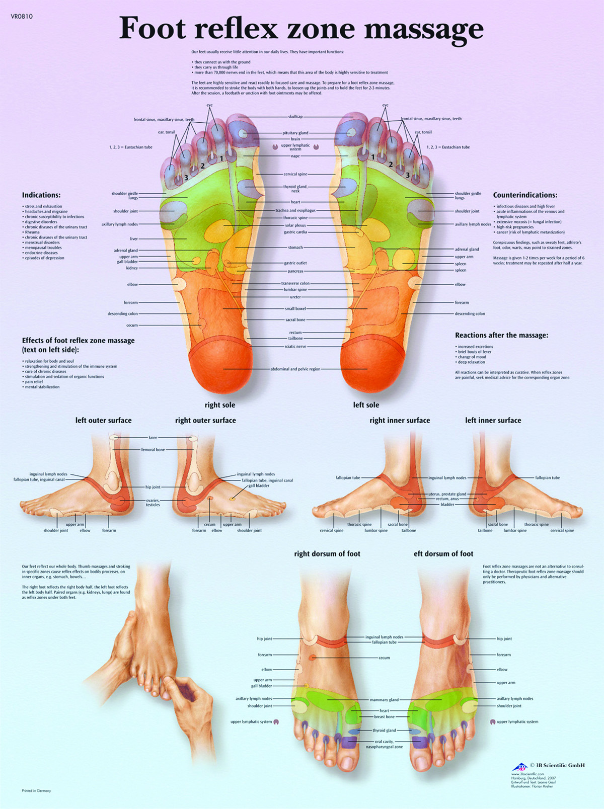 Anatomical Chart - foot massage reflex zone laminated