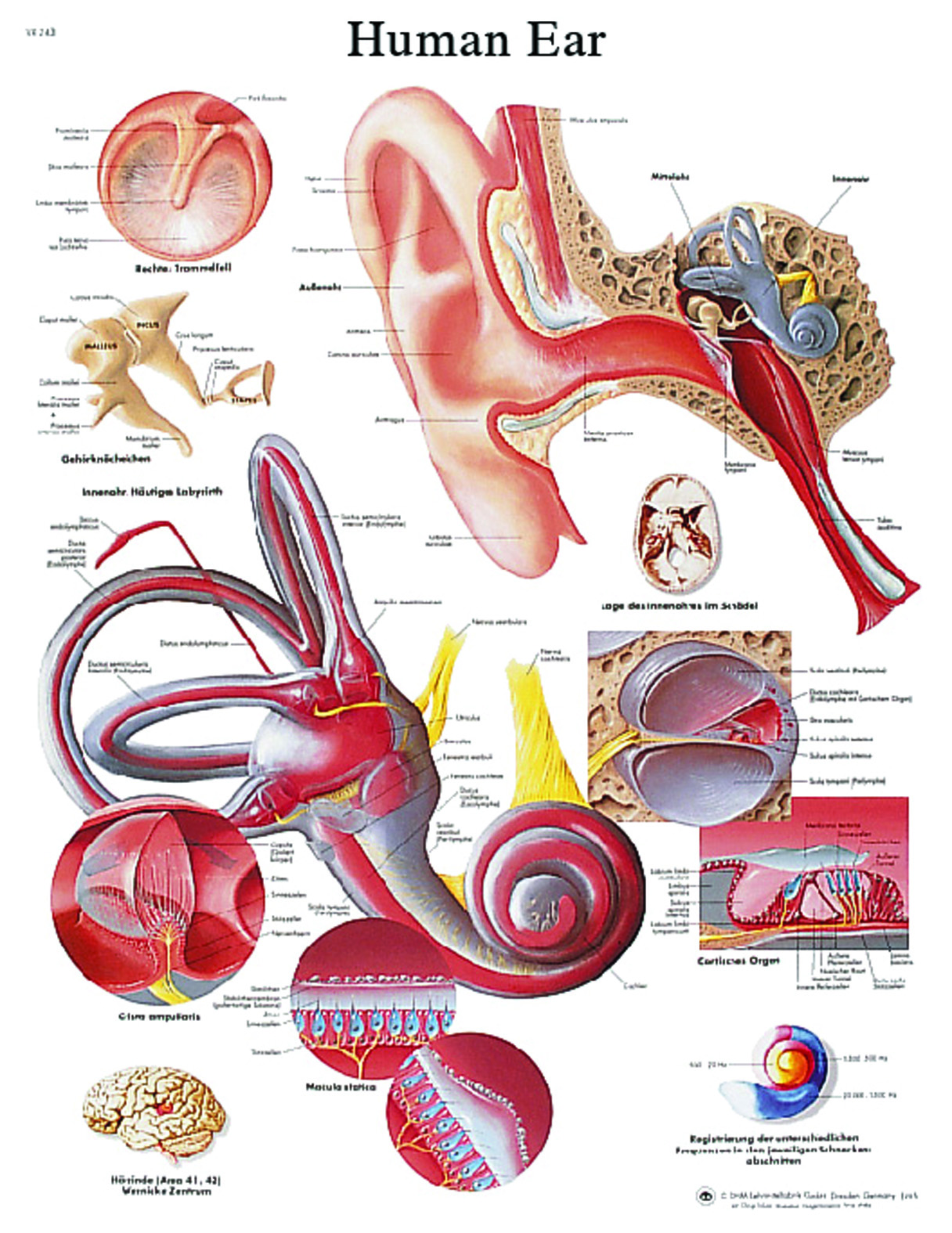 Anatomical Chart - ear laminated
