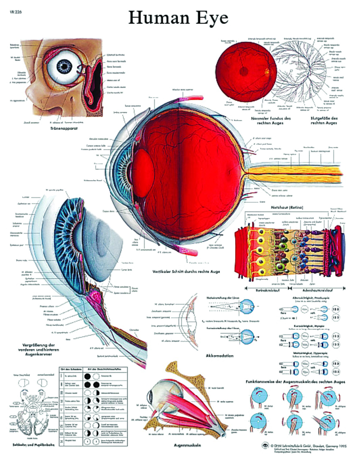 Anatomical Chart - eye laminated