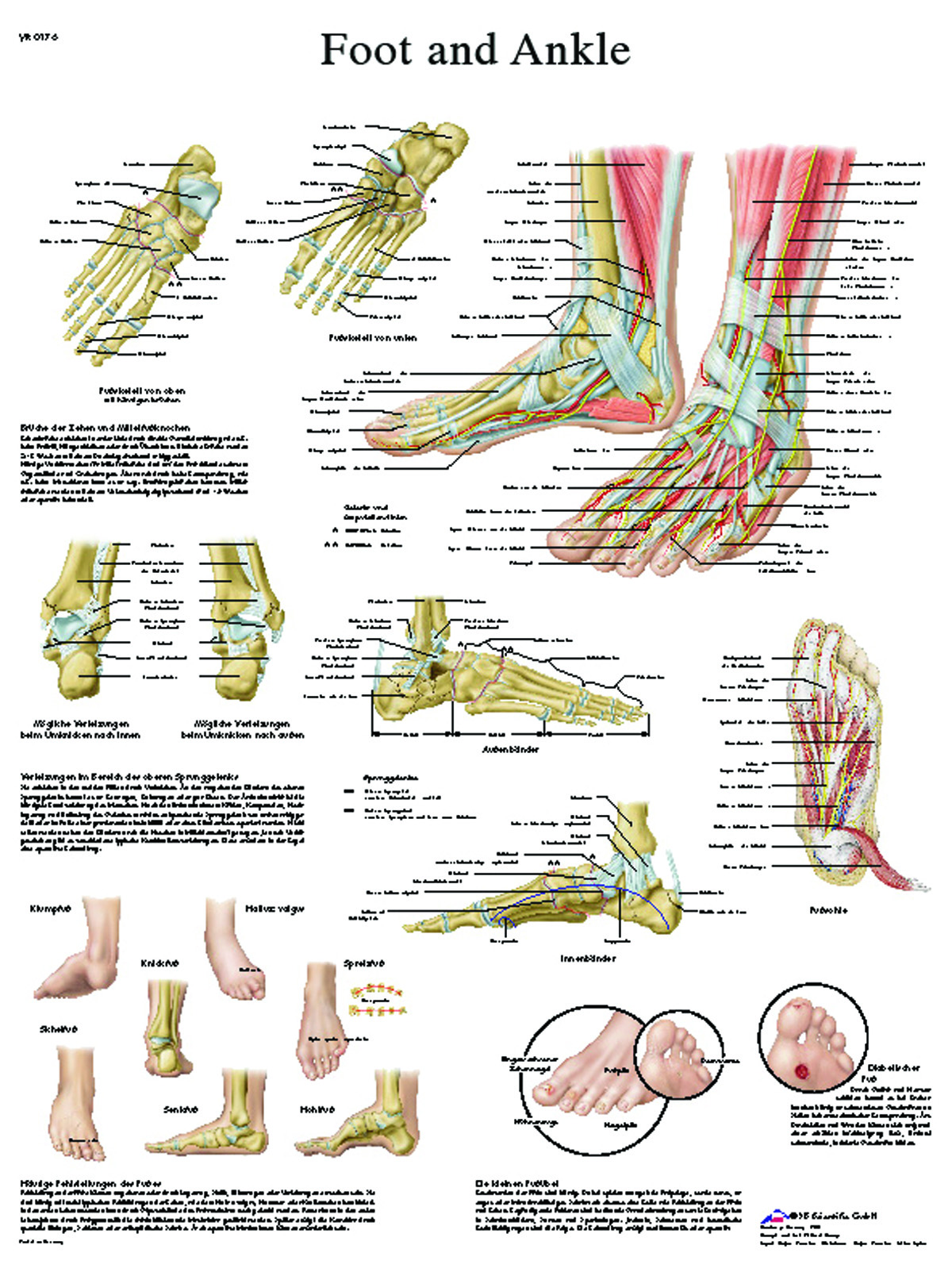Anatomical Chart - foot & ankle sticky back