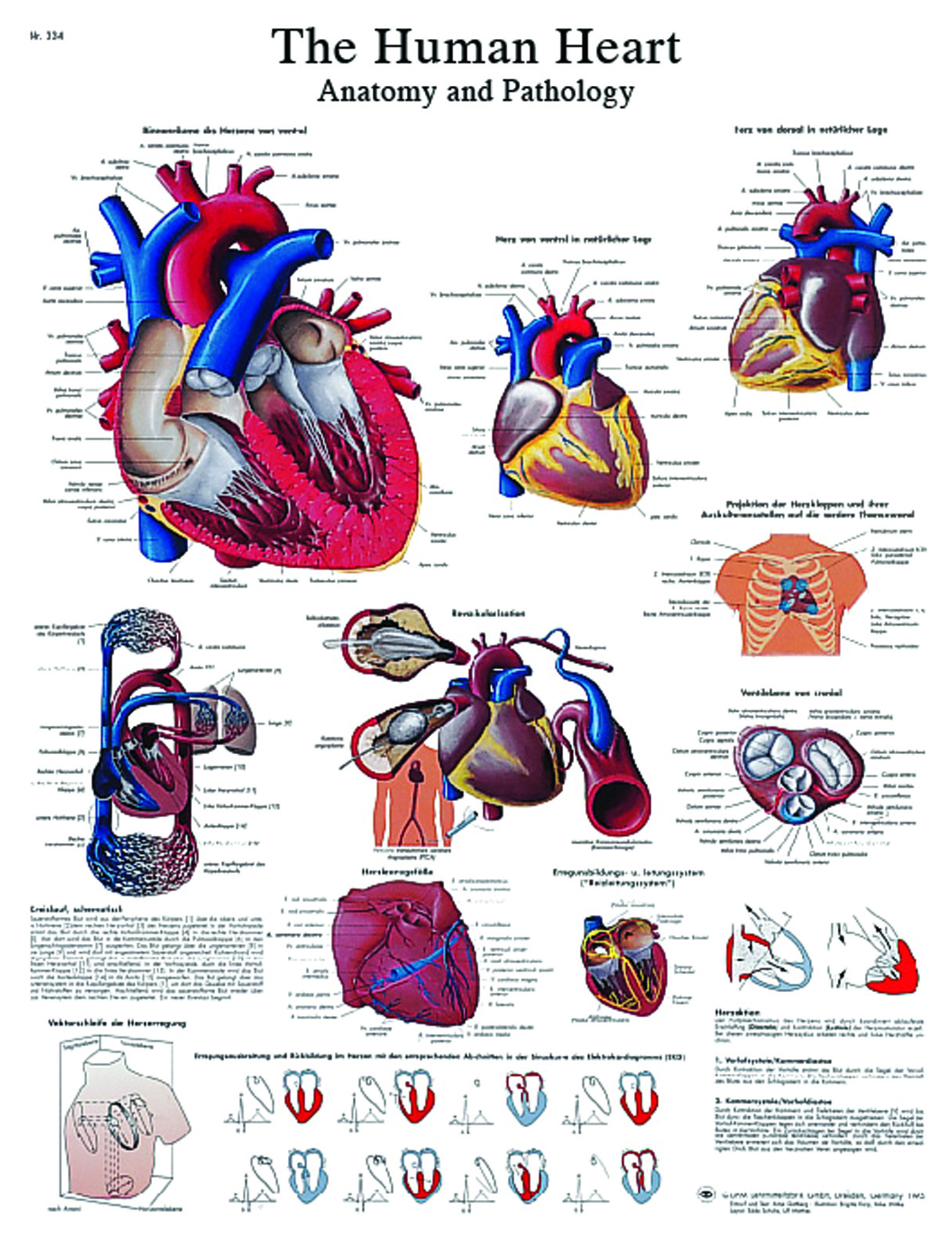 Anatomical Chart - human heart sticky back