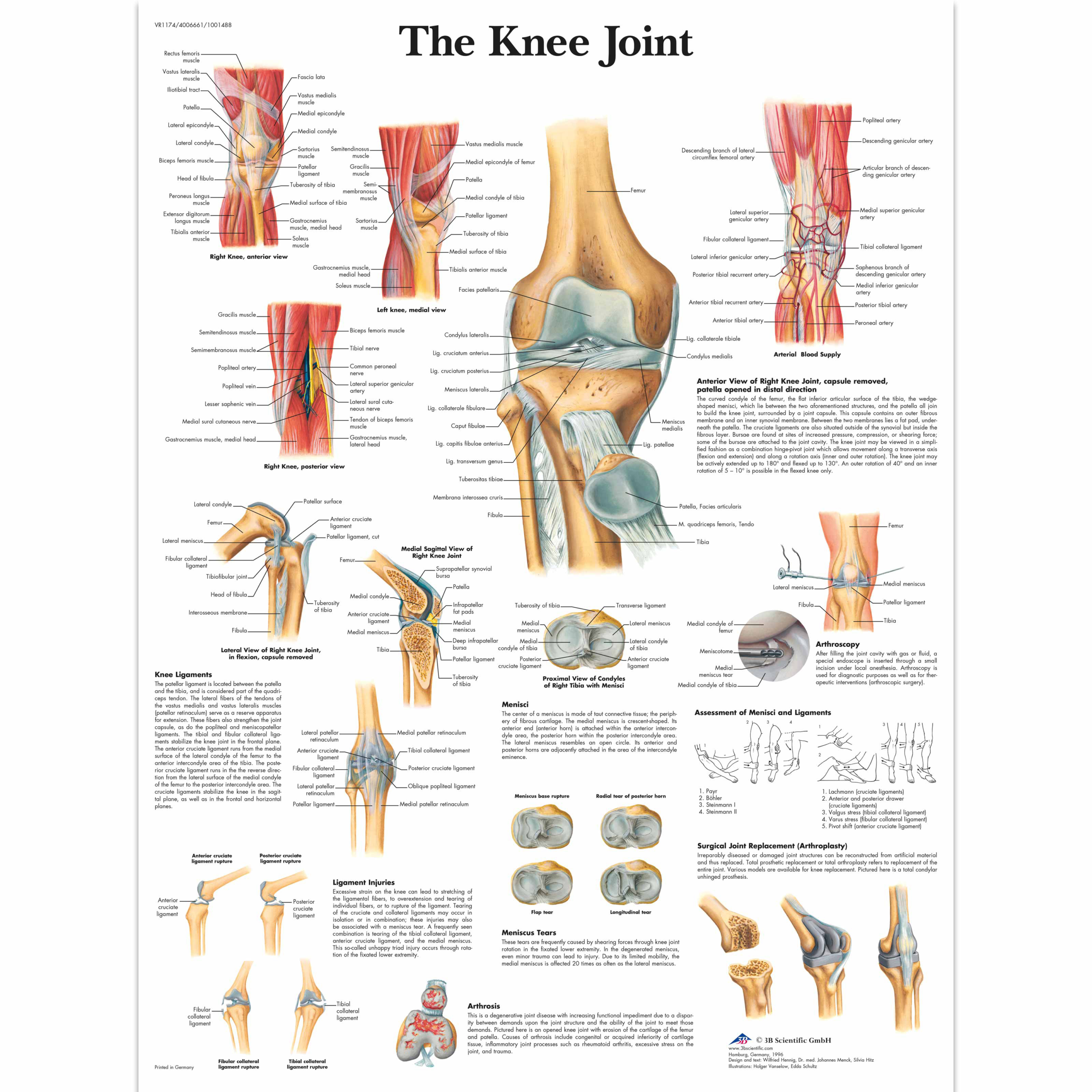 Anatomical Chart - knee joint sticky back