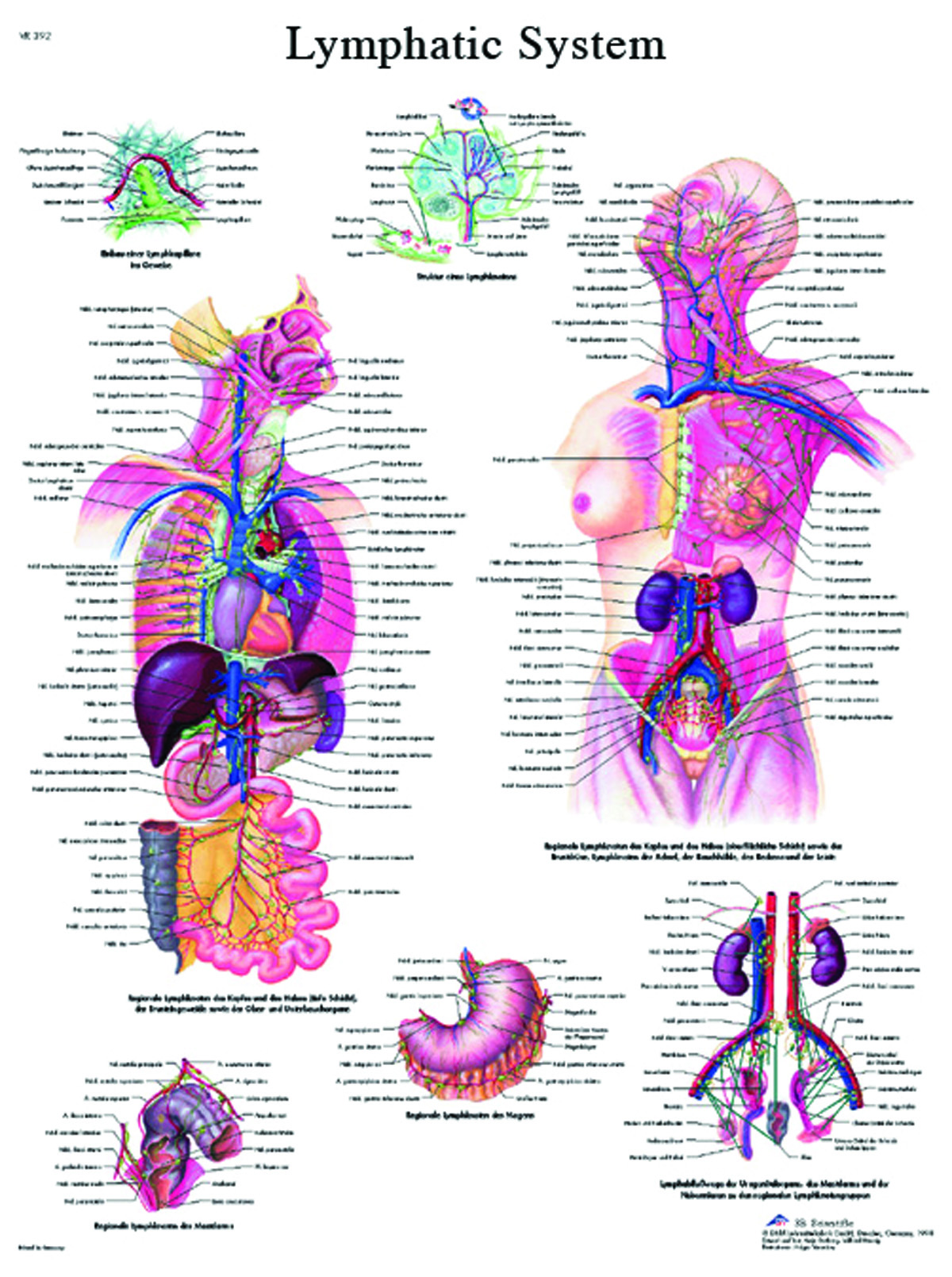 Anatomical Chart - lymphatic system laminated