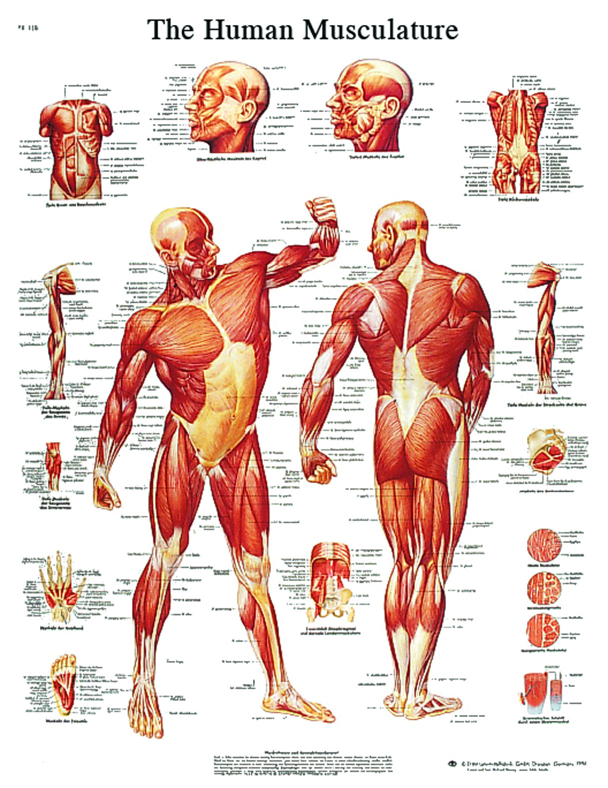 Anatomical Chart - musculature sticky back
