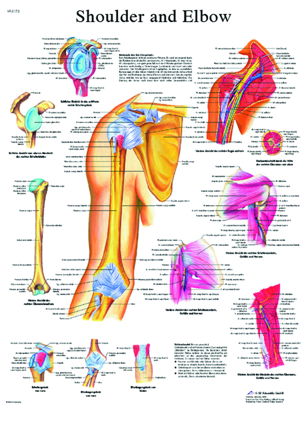 Anatomical Chart - shoulder & elbow paper