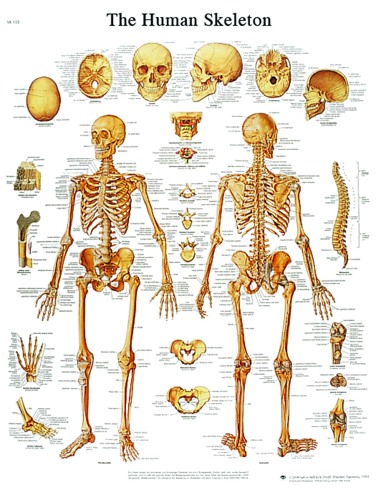 Anatomical Chart - human skeleton laminated