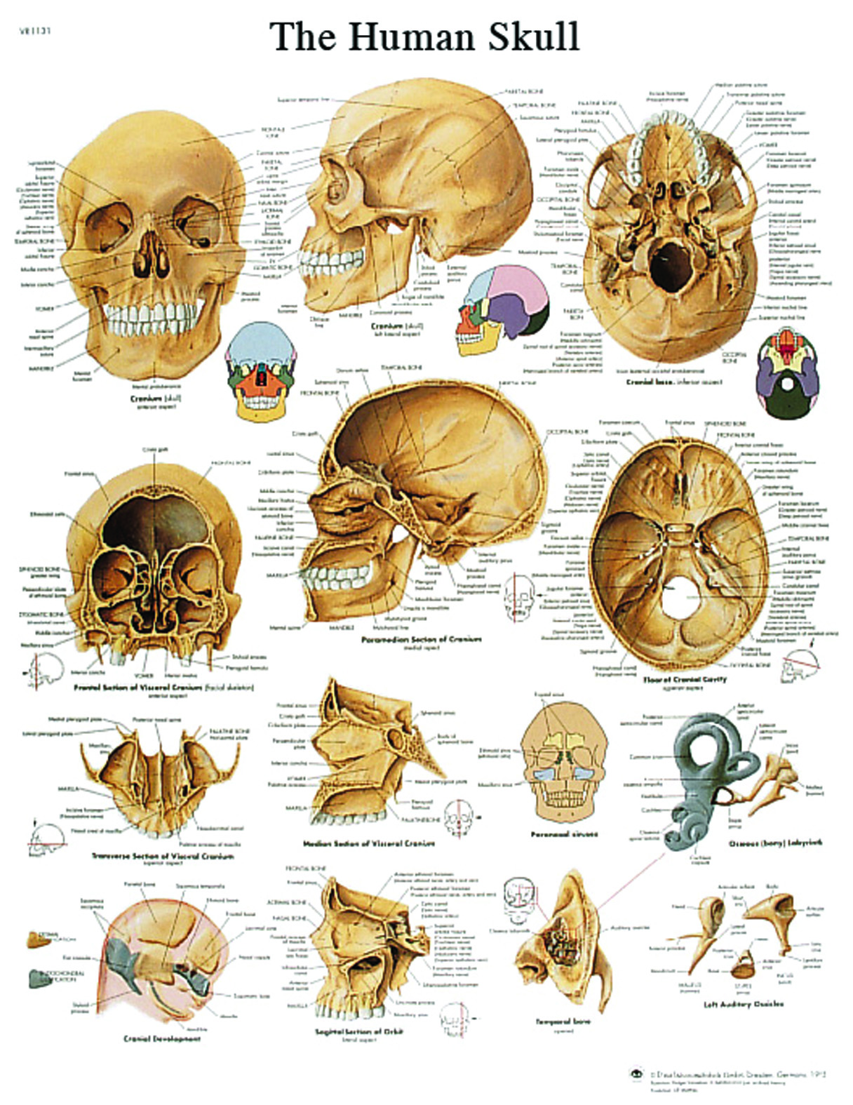 Anatomical Chart - human skull paper