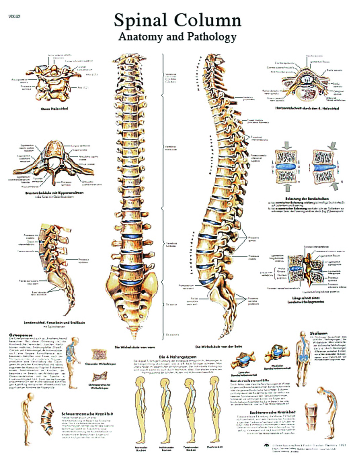 Anatomical Chart - spinal column paper
