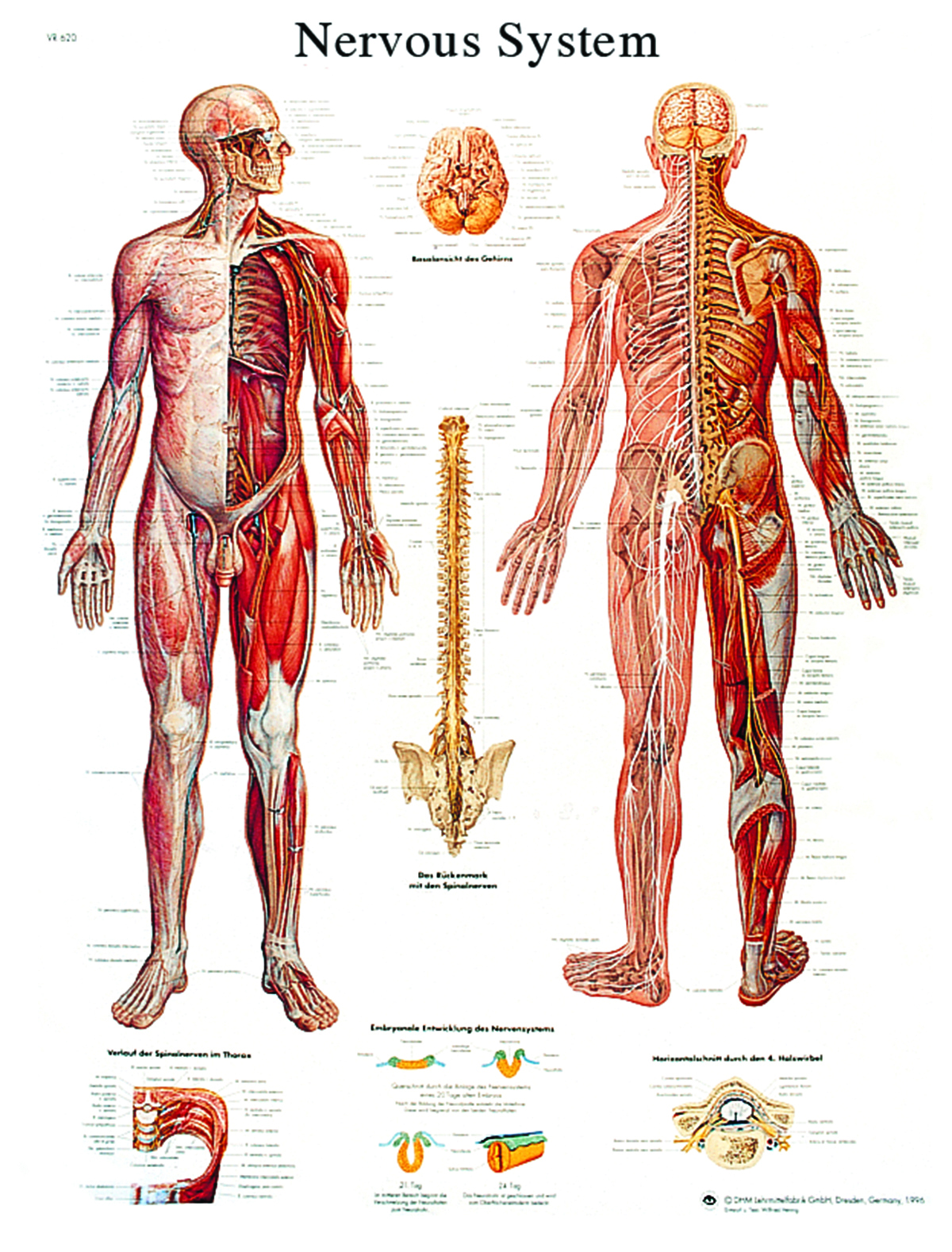 Anatomical Chart - nervous system chart laminated