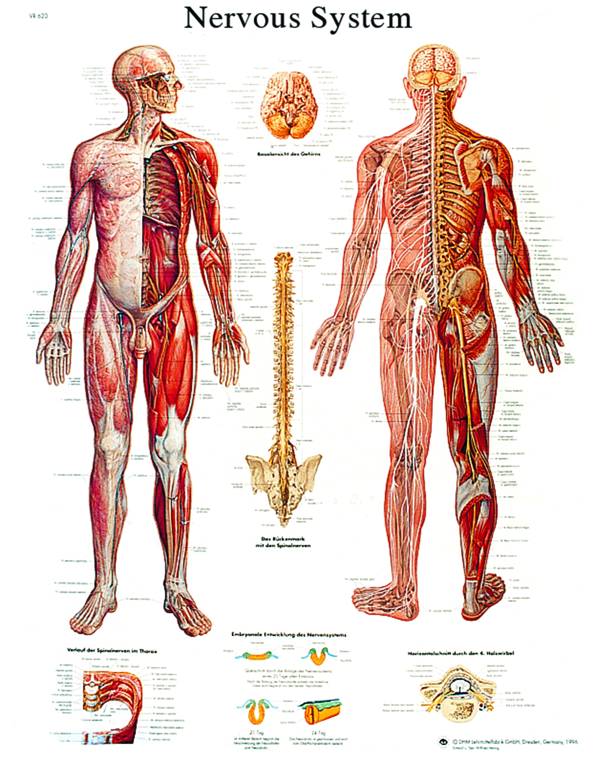 Anatomical Chart - nervous system chart sticky back