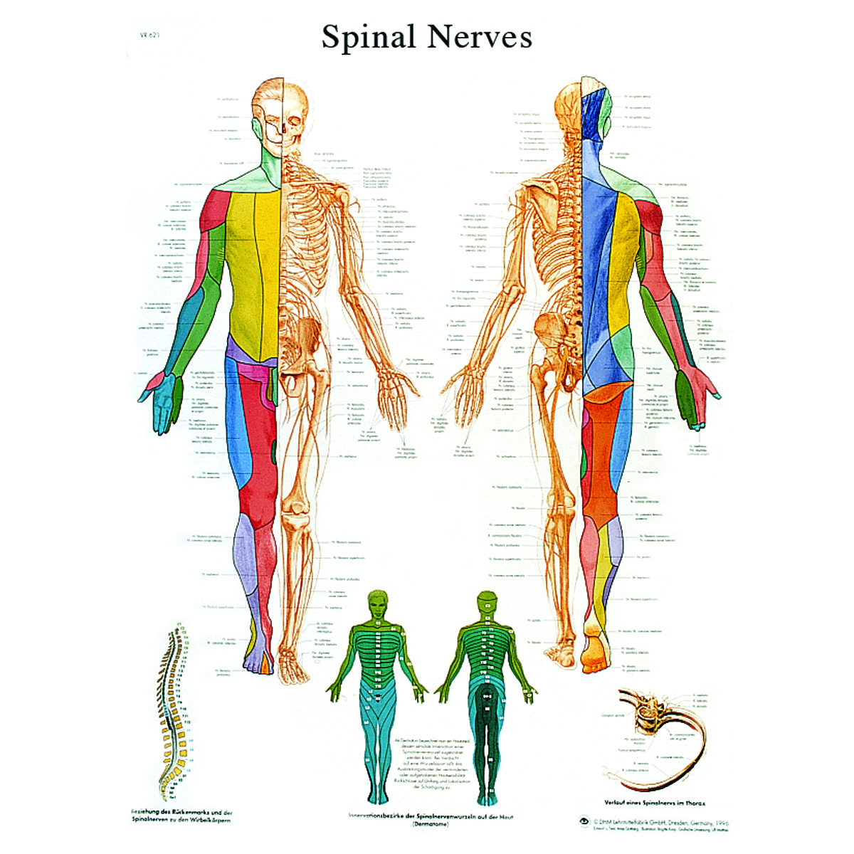 Anatomical Chart - spinal nerves laminated