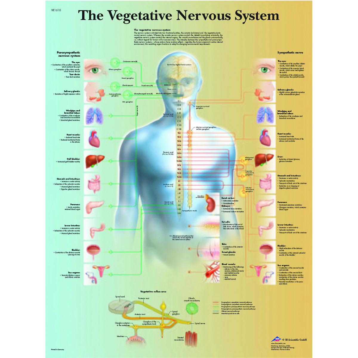 Anatomical Chart - vegetative nervous system laminated