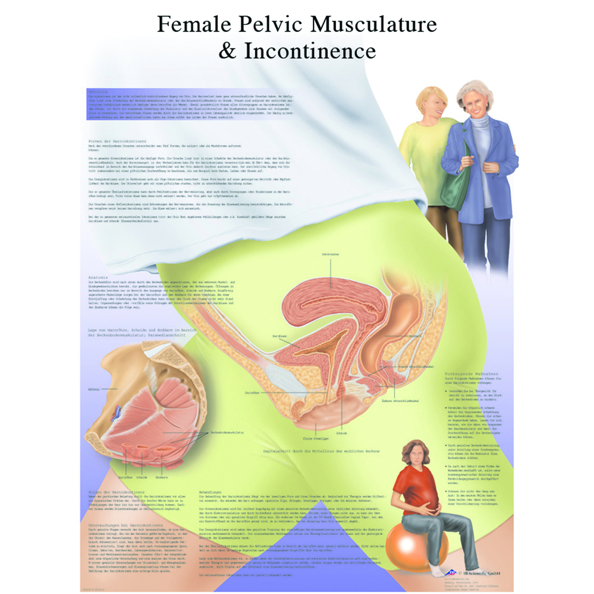 Anatomical Chart - female urinary incontinence chart laminated