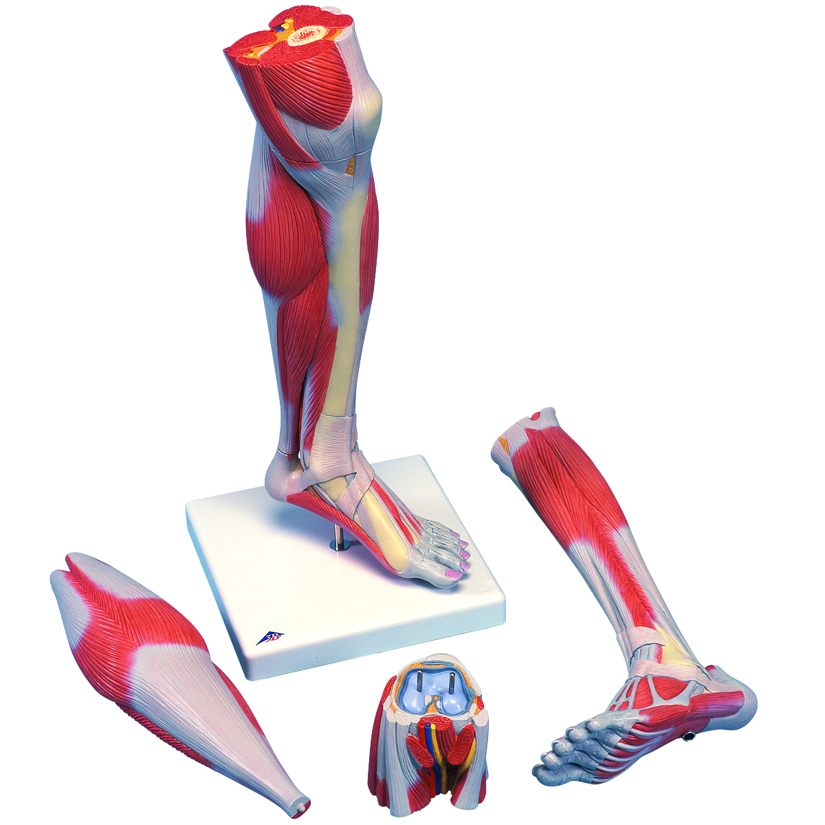 3B Scientific Anatomical Model - Lower Muscle Leg with detachable Knee 3 part Life Size - Includes 3B Smart Anatomy