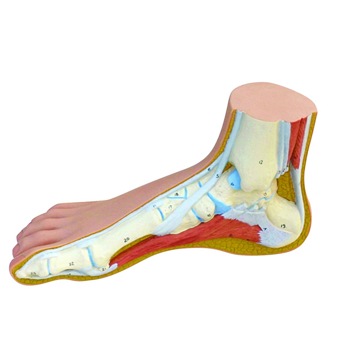 3B Scientific Anatomical Model - Normal Foot - Includes 3B Smart Anatomy
