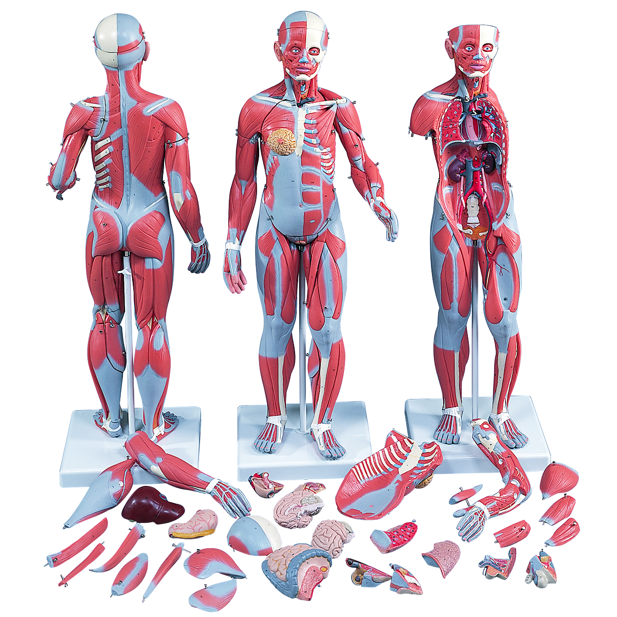 3B Scientific Anatomical Model - 1/2 Life-Size Complete Dual Sex Muscle Model 33-part - Includes 3B Smart Anatomy